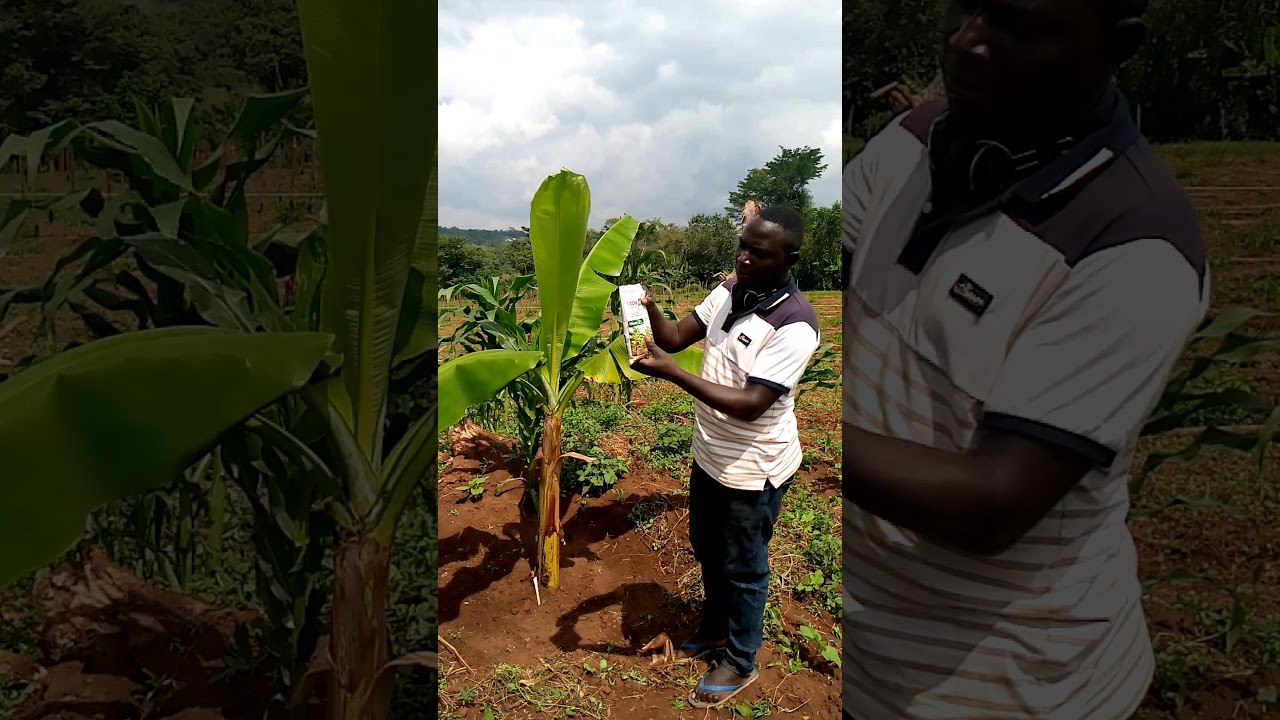 Nematode control in banana growing