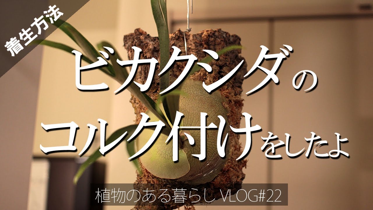 【ビカクシダのコルク付けをしました VLOG#22】ビカクシダ/コウモリラン/植物のある暮らし/PLATYCERIUM/観葉植物/植物/樹皮/コルク