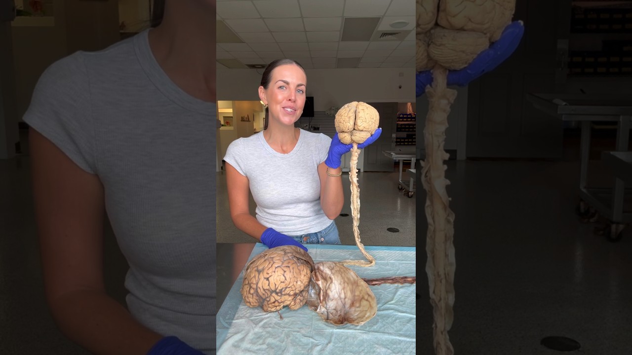 🧠 Нервная система человека! 🧠 #головной мозг #спинной мозг #тело человека #анатомия #наука #учите...