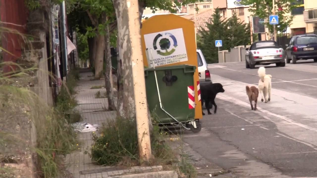 STRAY DOGS IN SICILY