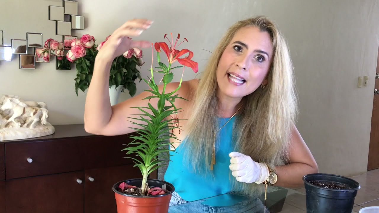 🌷 7 TIPS para tener Mayor FLORACIÓN en LILIUM* Lirios Japonés