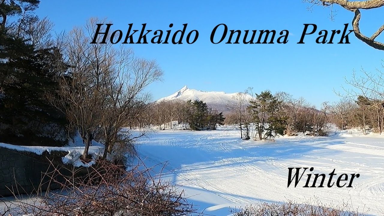 Hokkaido Onuma Park   Winter　　Swan nad wild duck