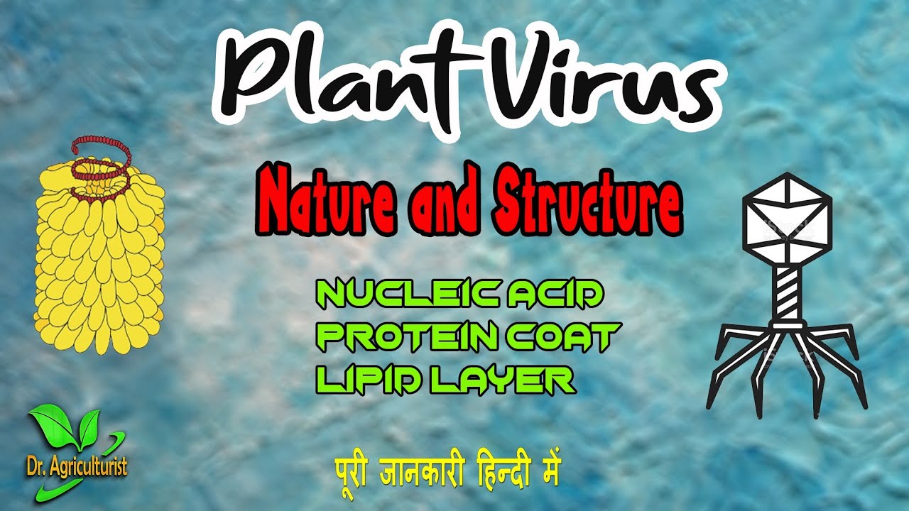 Know about #plant #virus Nature and Structure | विषाणु की सरंचना