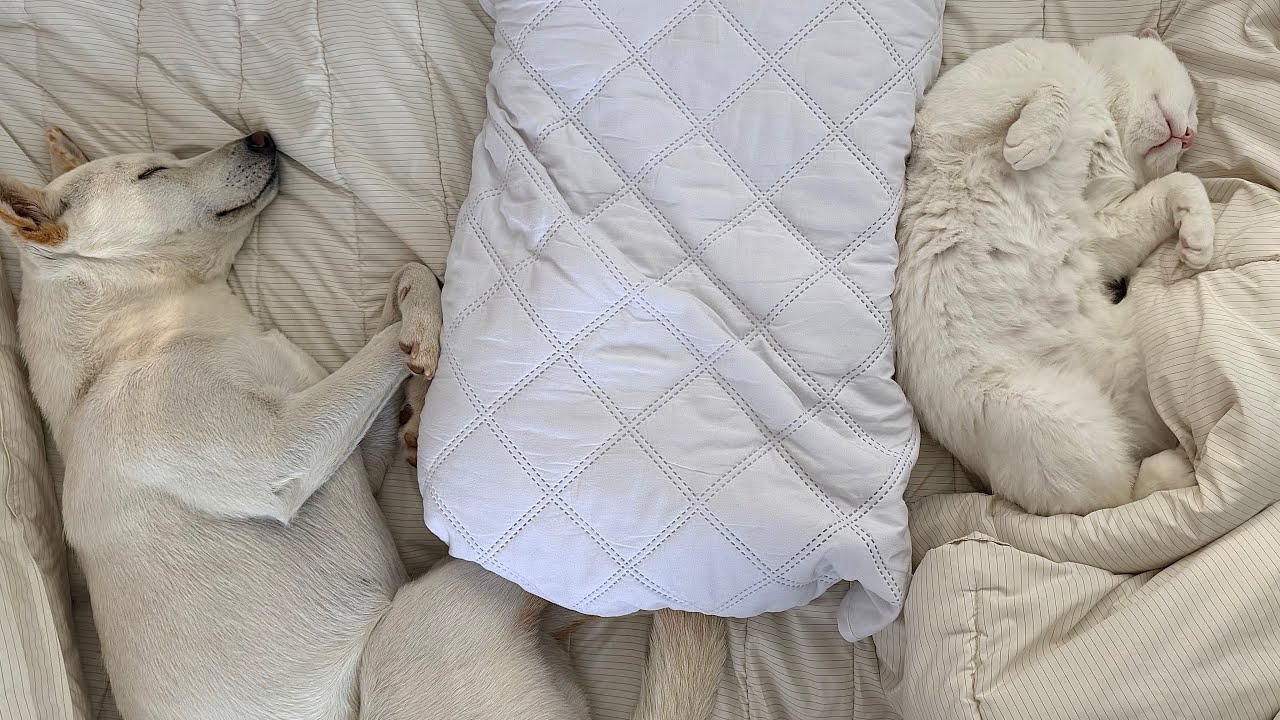 댕냥극장!! 이게 현실이지.... 어쩌다 가족이 된 흰둥이 둘