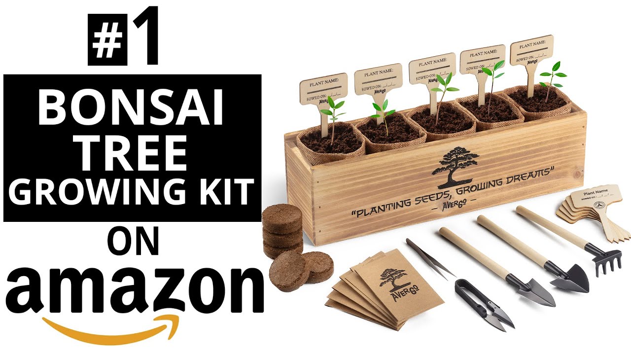 AVERGO Bonsai Tree Growing Kit | Complete Set with Seeds, Tools, & Planters | Available on Amazon