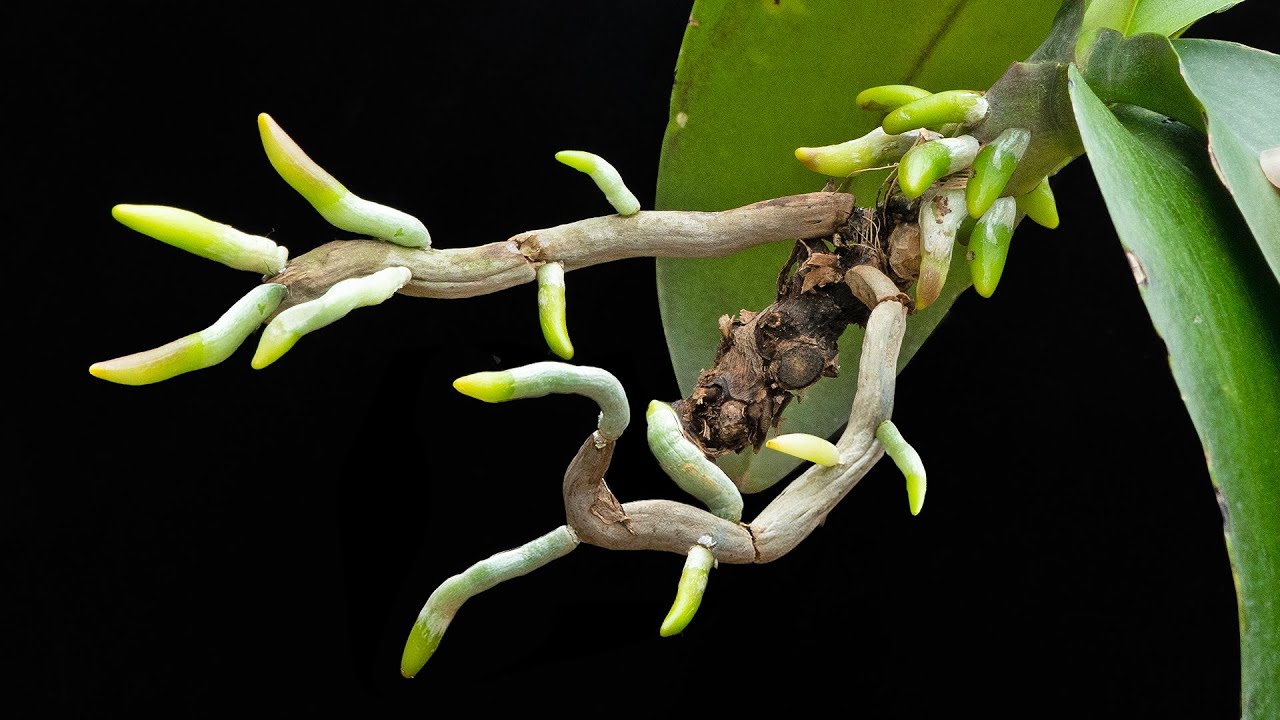 New tip helps your old orchids grow 200 times faster and bloom continuously