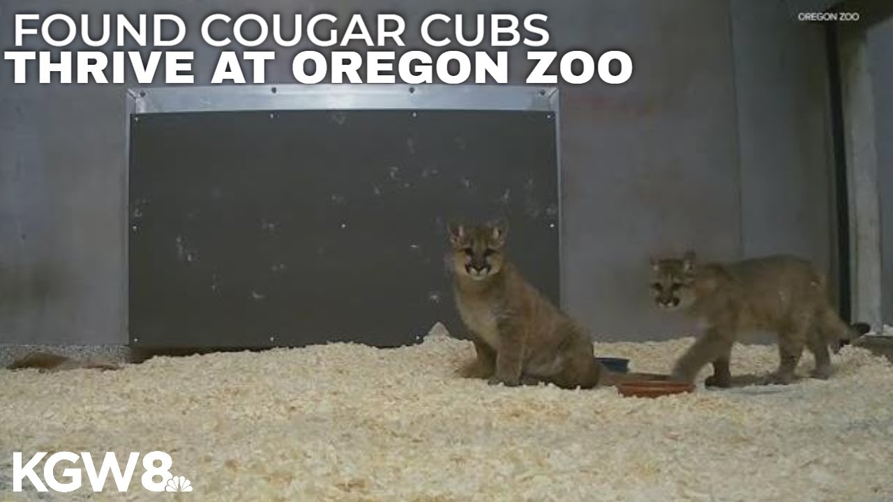 2 cougar cubs found in southwest Washington now thrive at Oregon Zoo