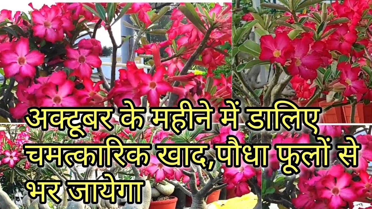 care of desert Rose or adenium plant in October month