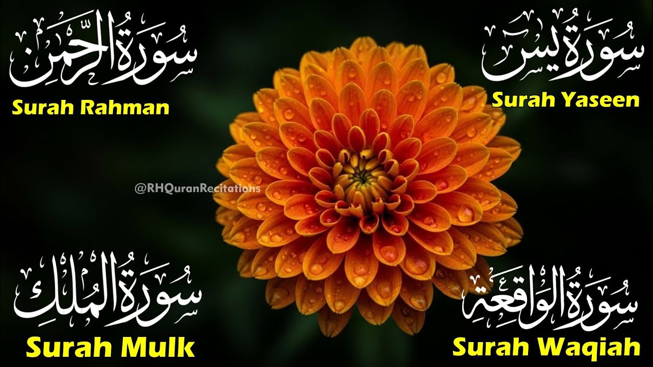 Beautiful Surah Yaseen (Yasin) |Surah Rahman | Surah Waqiah |Surah Mulk | Episode 62