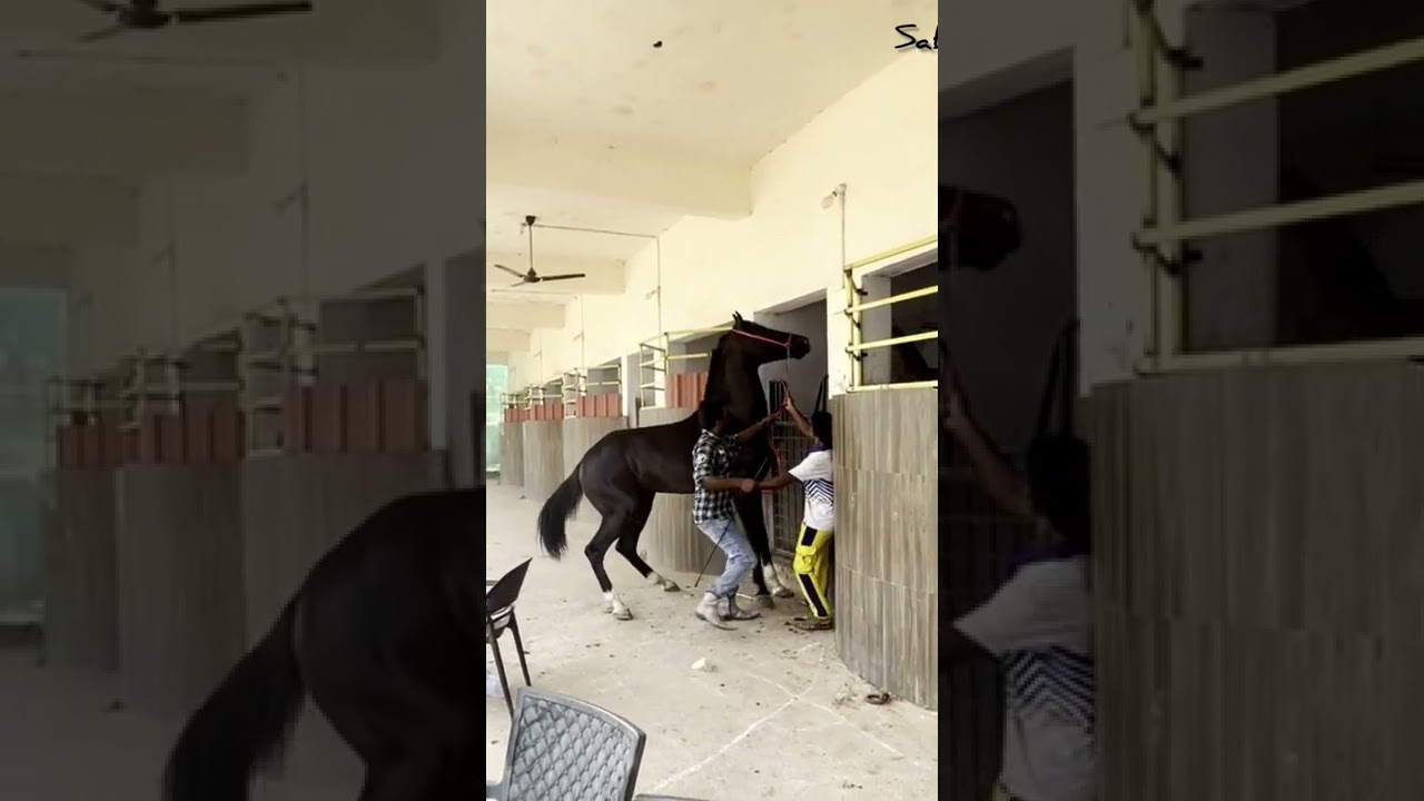 Baabar 🔥 sired by vishvanath Udepur palaceline #horse #blogger #indian #reels #horselover