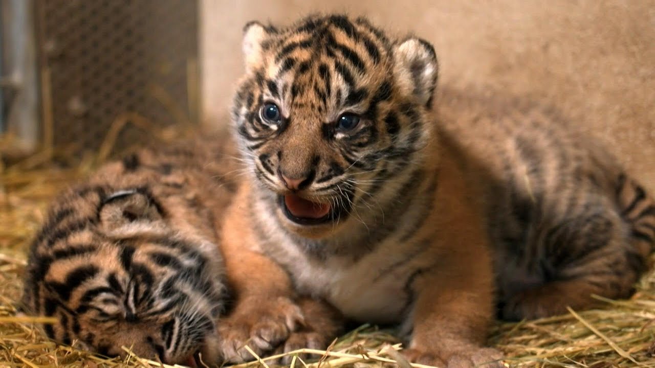 Check-up day for two rare Sumatran tiger cubs born in a French zoo | AFP