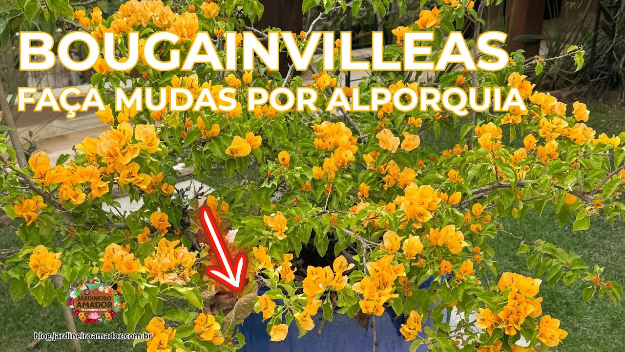 Bougainvillea | Veja Como e Fácil Fazer Mudas por Alporquia