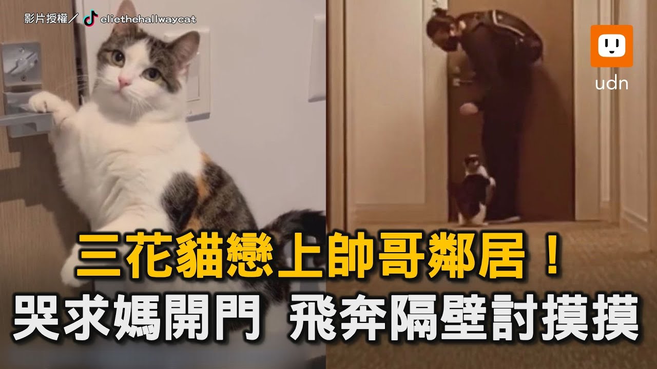 三花貓戀上帥哥鄰居！ 哭求媽開門 飛奔隔壁討摸摸｜貓咪｜三花貓｜帥哥｜鄰居｜可愛寵物　@eliethehallwaycat