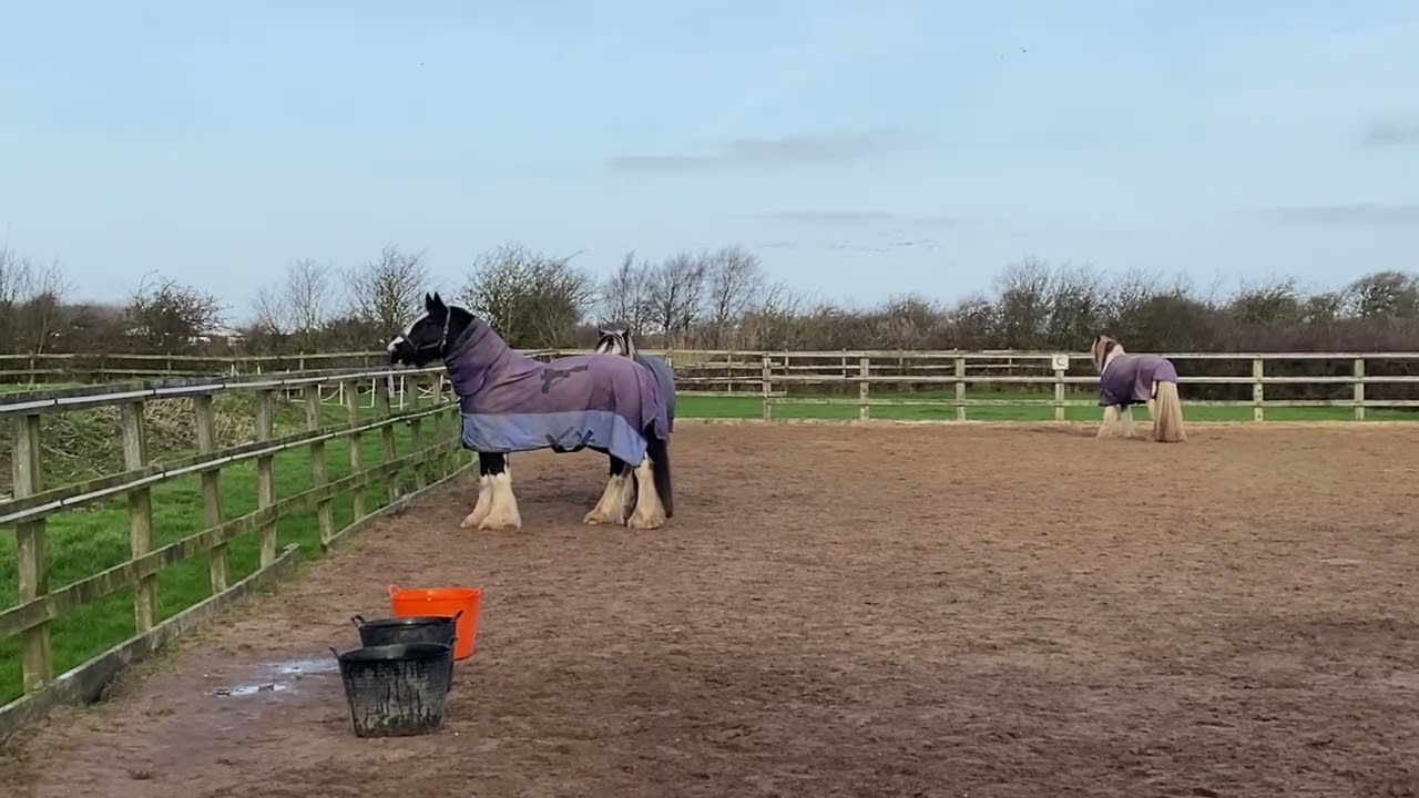 Play NICELY  is what I was looking for #stables #cob #foal #gypsyvanner         