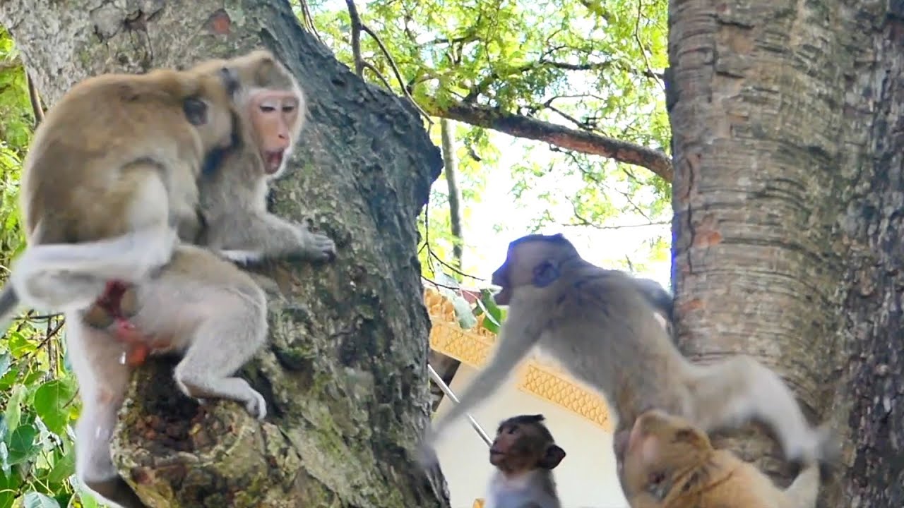 Mother monkey RANA disciplines her child, Monkey RANY