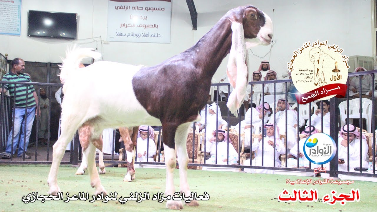فعاليات مزاد الزلفي للماعز الحجازي 23 / 8 / 1438 هـ(3)