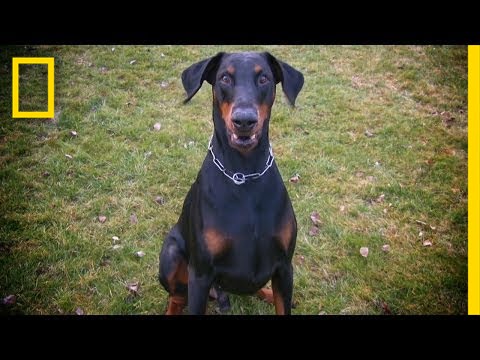 Snarling Canines | Do or Die