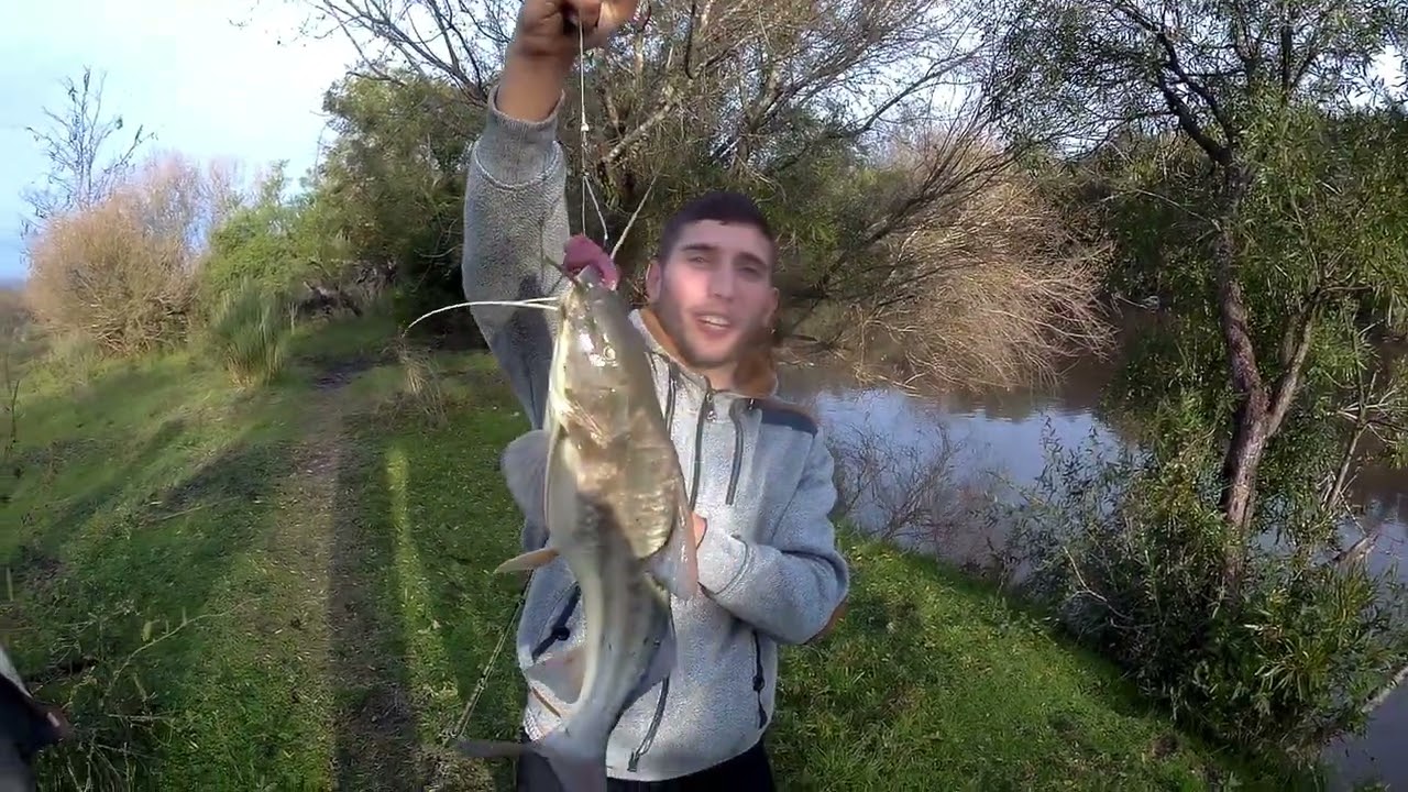 Pesca de bagres grandes en arroyo
