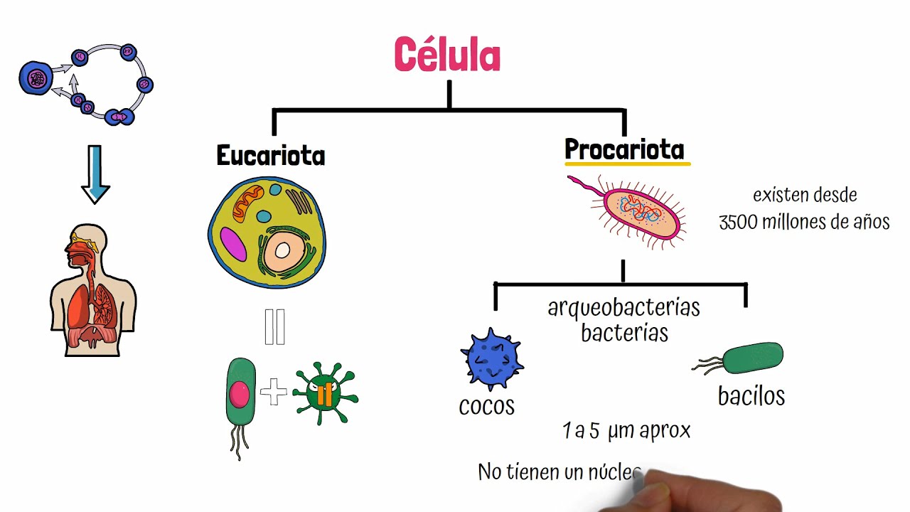 Célula Procariota