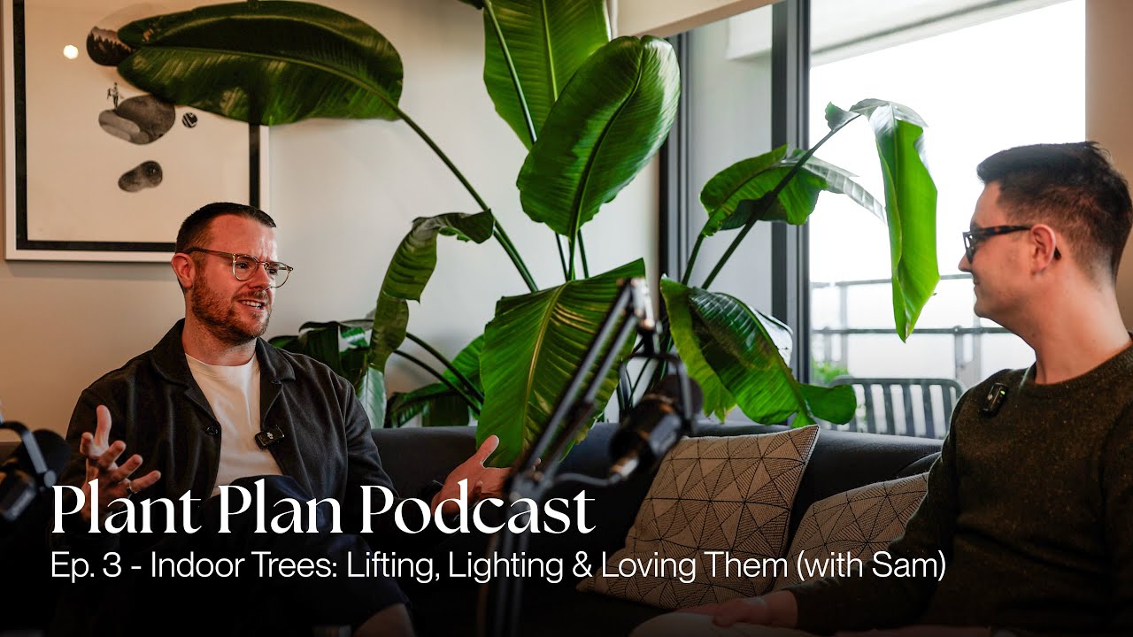 Plant Plan Podcast Ep. 3 - Indoor Trees: Lifting, Lighting & Loving Them (with Sam)