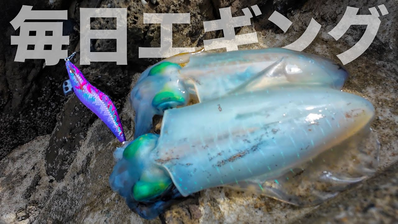 出張先で毎日エギング！前編【エンバーメイズ】