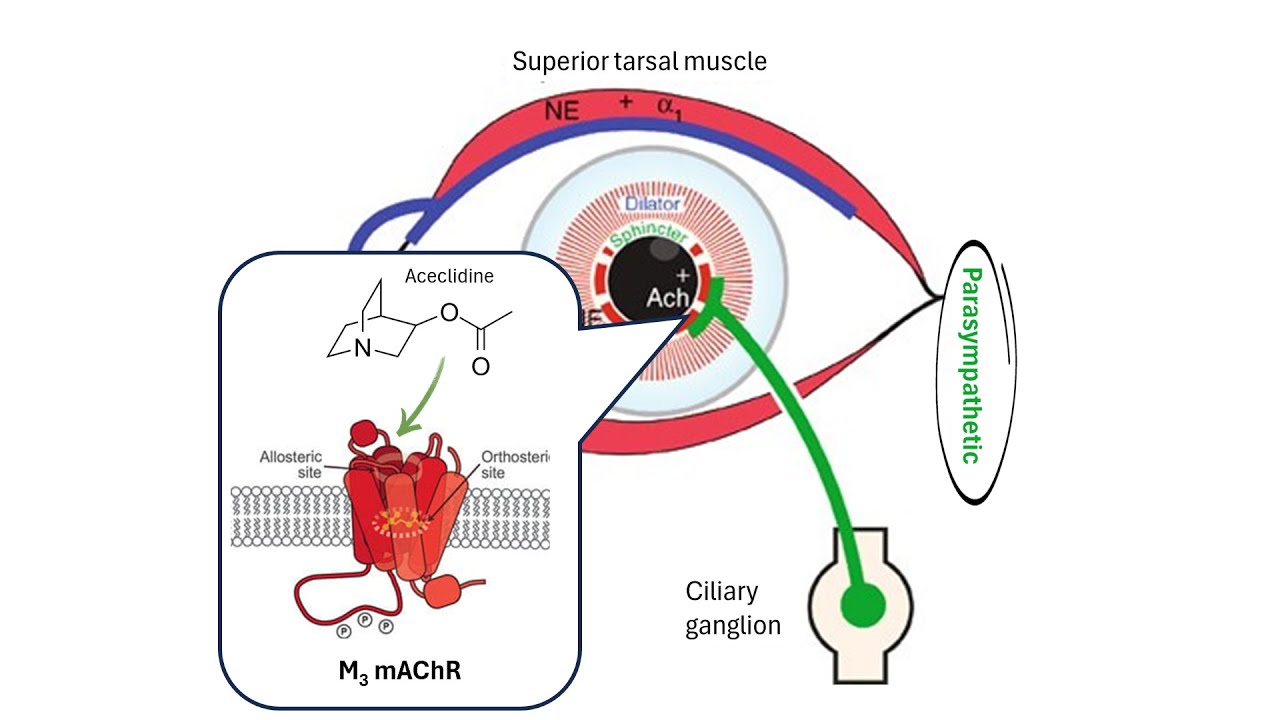 Aceclidine: Mechanism of Action in Presbyopia Treatment | PHARMACOLOGY Explained