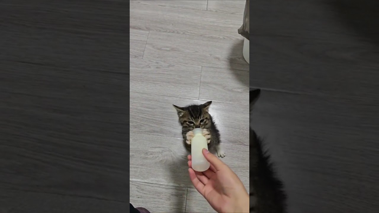 Kitty wants milk 🐱🥛 #cat #kitten