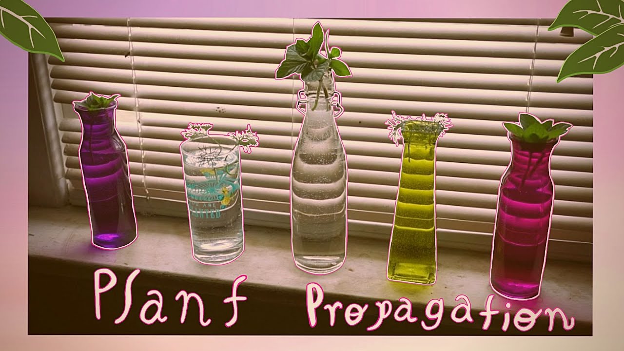 Plant Propagation || Little Cosmic Crow