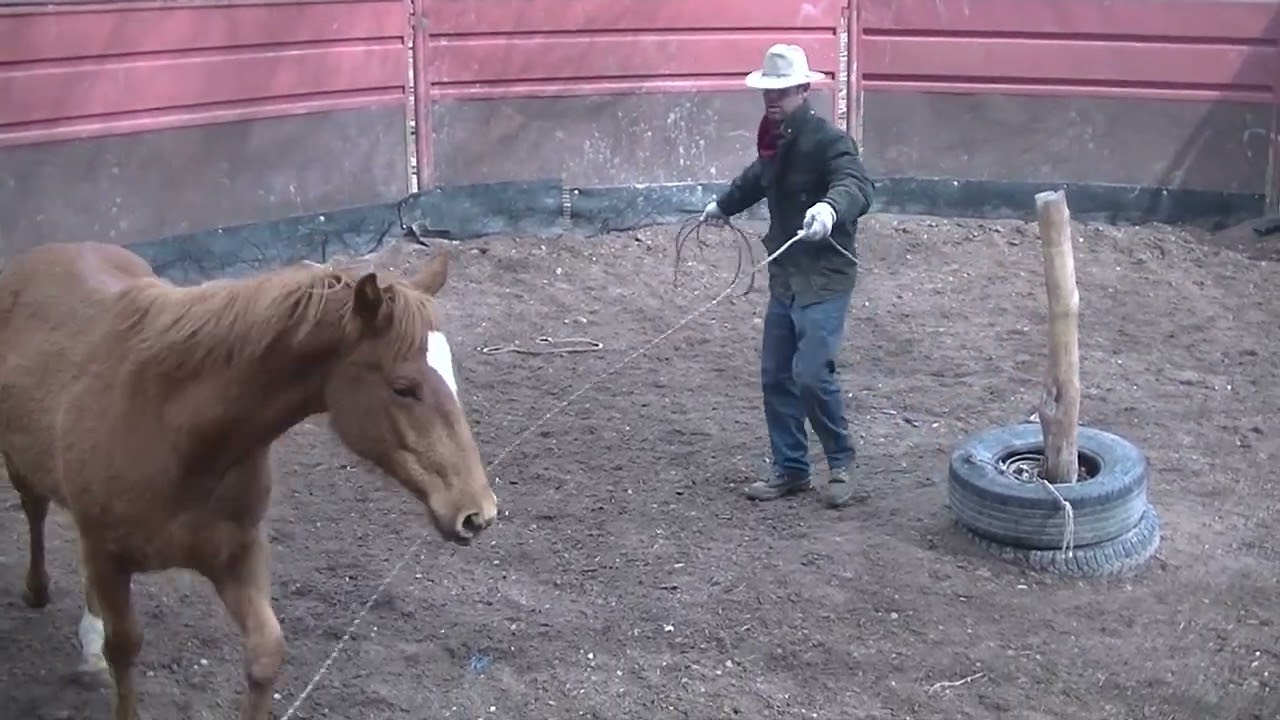 Thoughts from the Round Pen