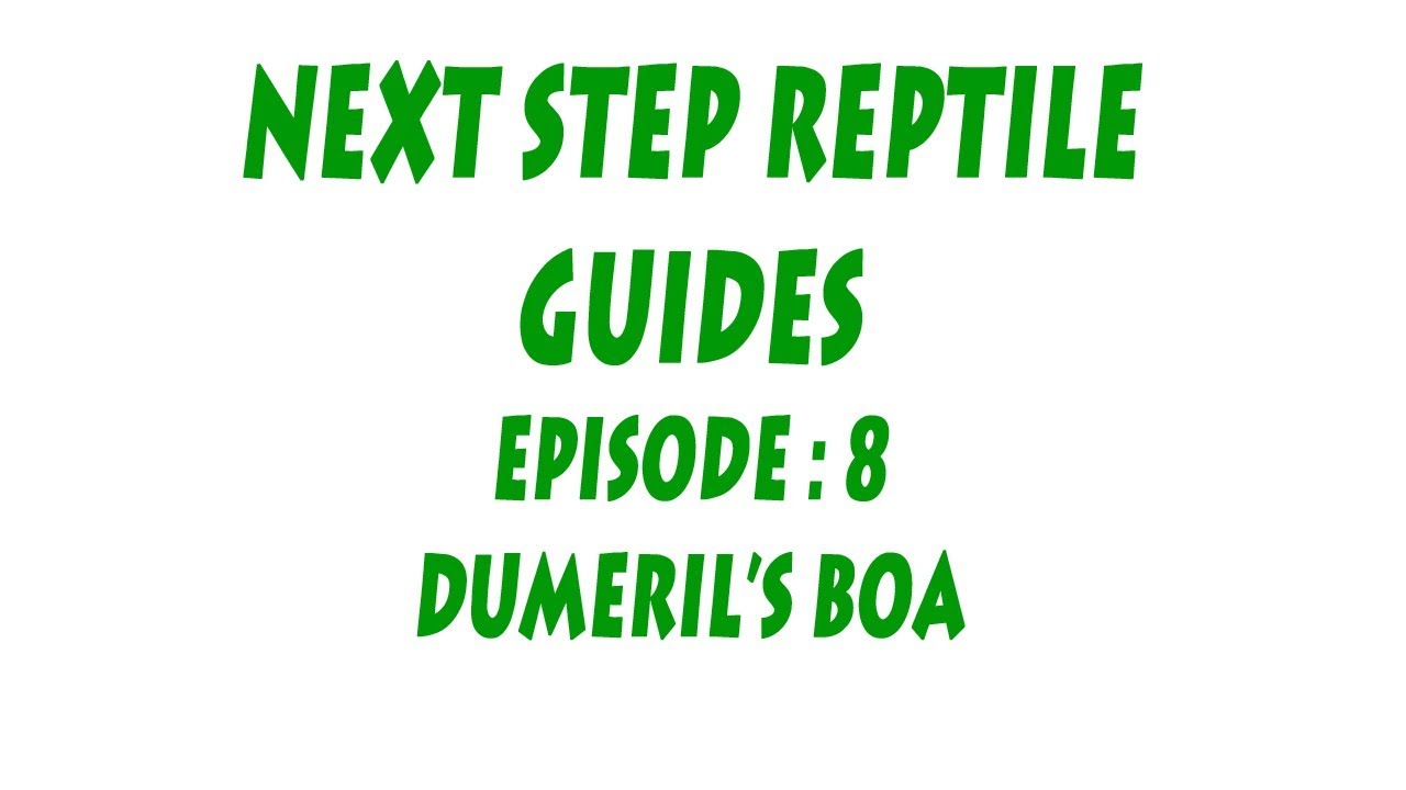S'N'A Промежуточная серия: Эпизод 8 - Удав Думерила (Acrantophis dumerili)