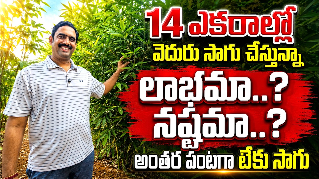 ఈ పంట ఒకసారి వేస్తే తరాల పాటు ఆదాయం వస్తుందా? | వెదురు సాగు విశేషాలు | bhumiputhra telugu