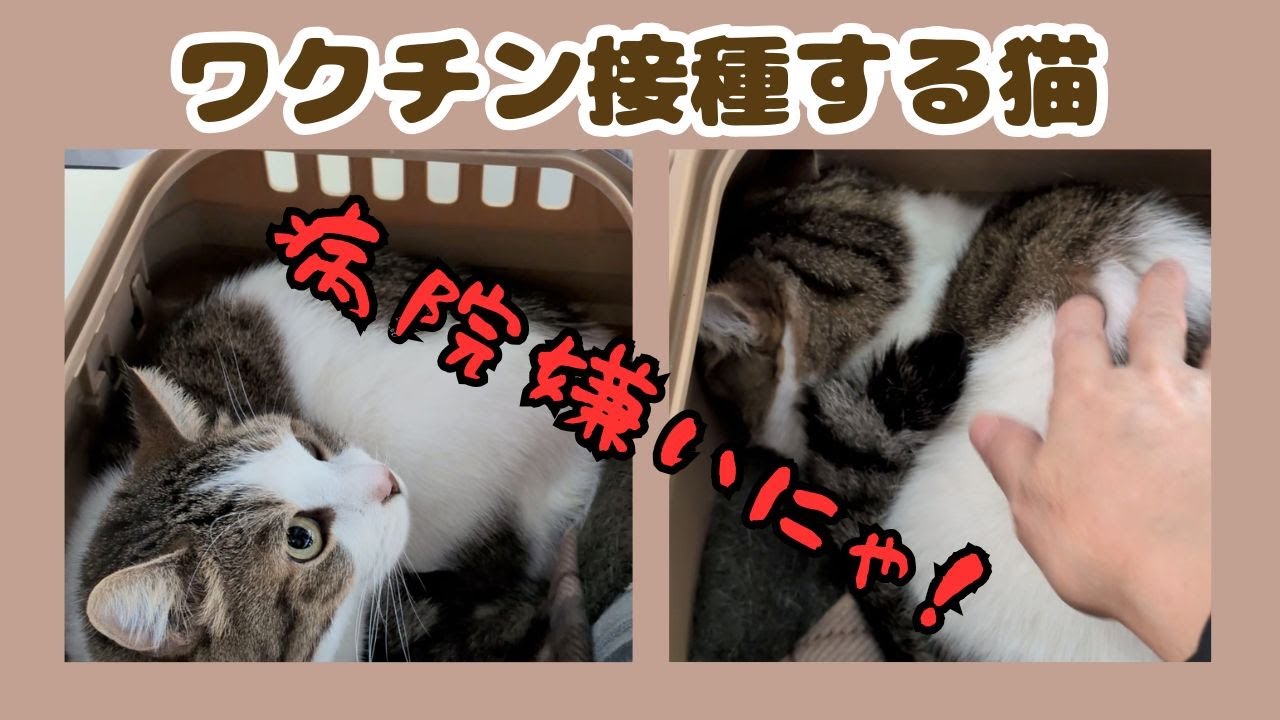 ワクチン接種する猫