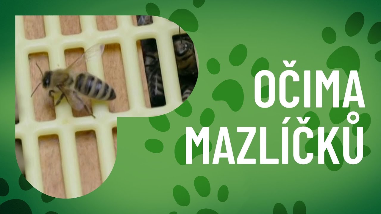 Z úlu až na stůl aneb jak se dělá med