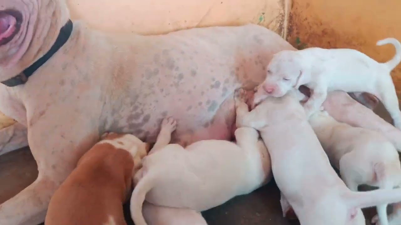 Top Quality Pure Pak Bully Pup Avl call 9664272580❤️🔥