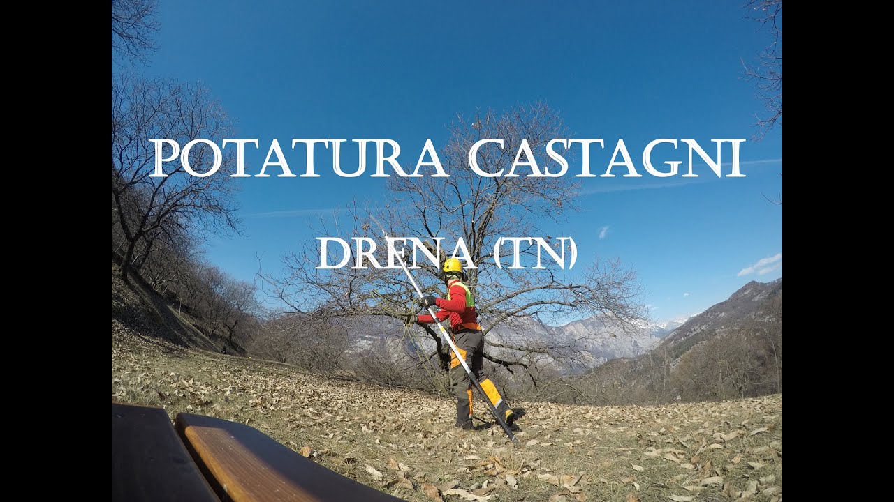 Potatura castagni di Drena (TN) Italy - Tree Climbing - Gopro Hero5 Black