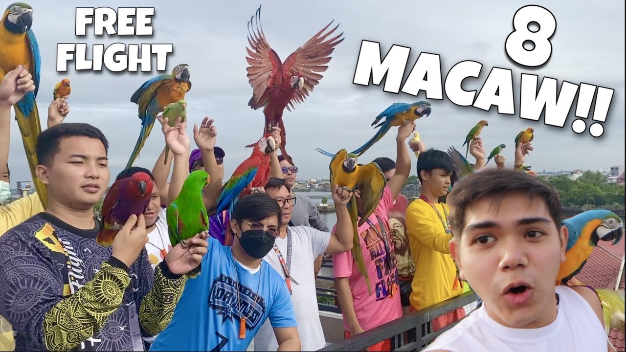 8 MACAW PARROTS URBAN FREE FLIGHT WORTH 1.5M PESOS!! High end birds pinalipad! (IBON) | Murillo Bros