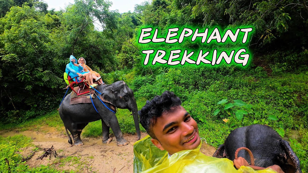 Unforgettable Elephant Tracking Adventure in Phuket & Bangkok 🇹🇭🐘