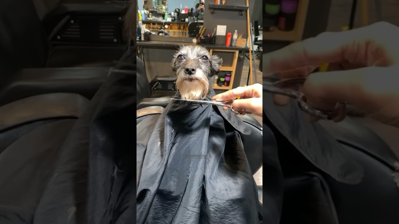 Wait until the end 😂 #shortsvideo #doghaircut #barber #memes #shots #funny #dog #animals