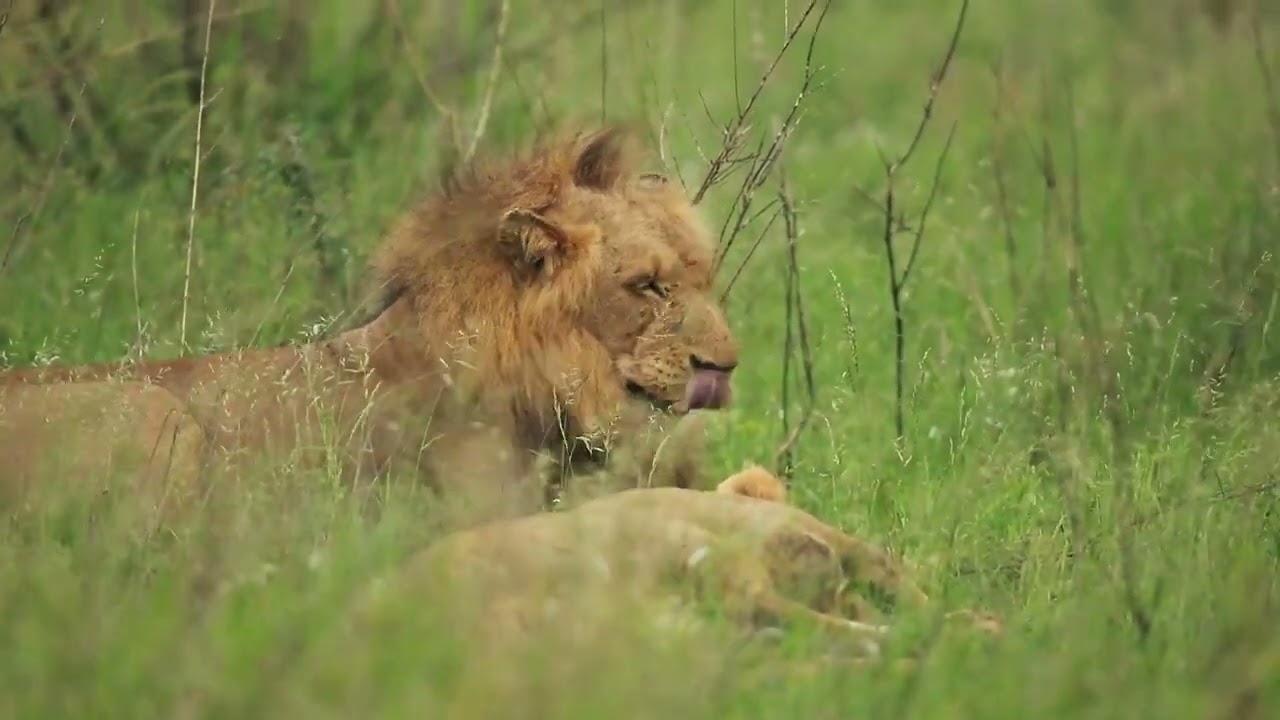 Male Lion Copyright Free Animal Videos