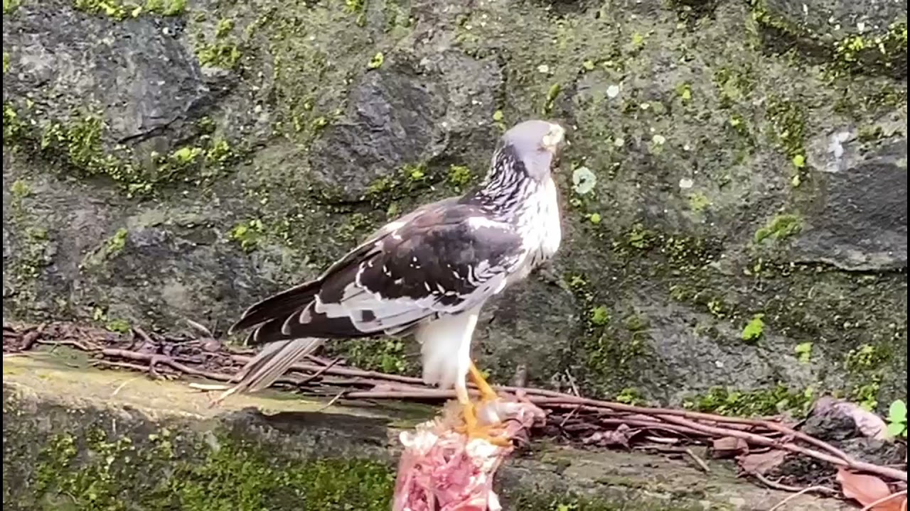 Papangue
