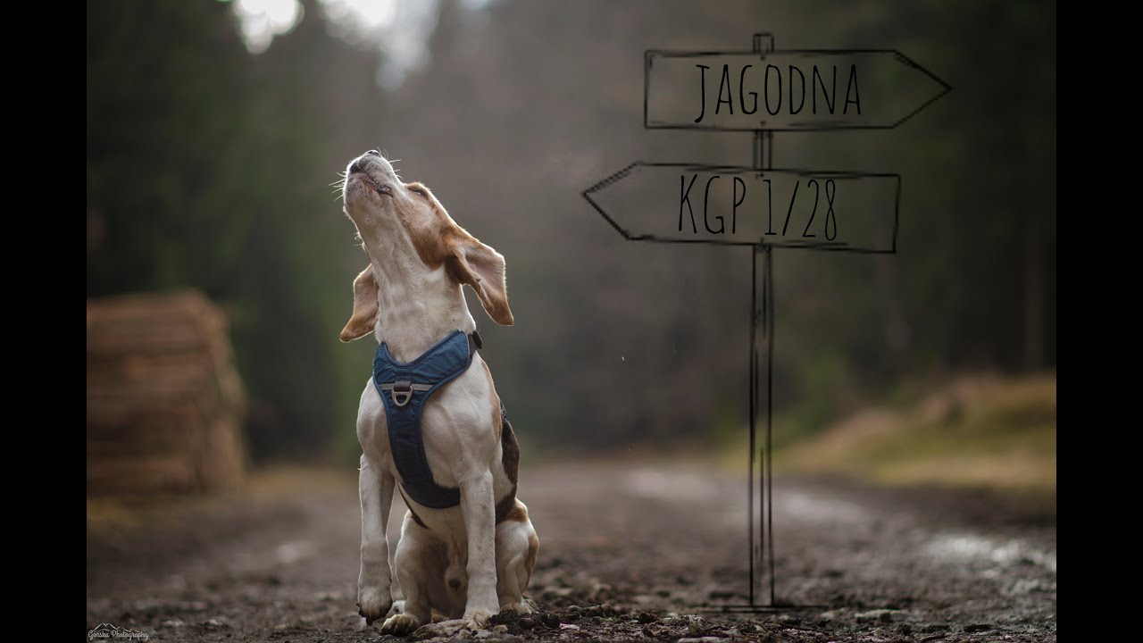 KGP 1/28| Jagodna