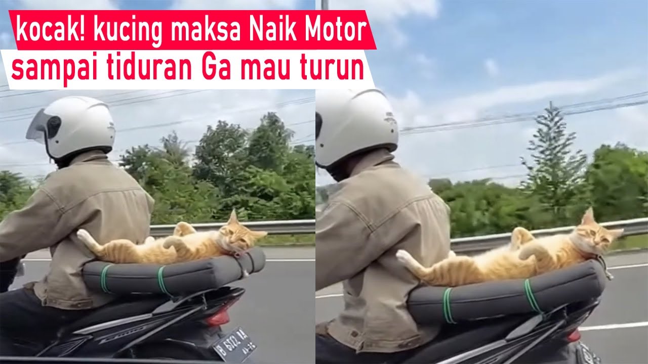 Pasti Ketawa sampai Mules! kucing maksa naik motor, sampai ga mau turun Sebelum jalan/kompilasi Lucu