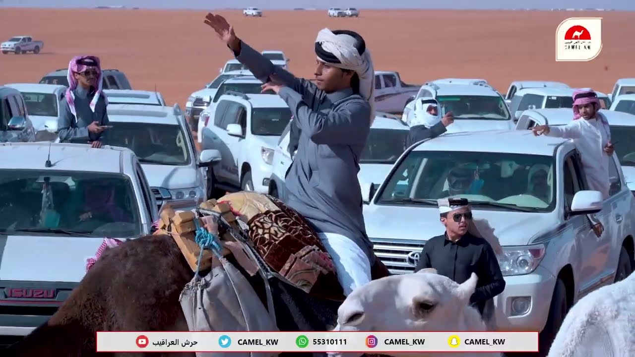 مسيرة رجل الاعمال / ذيب بن حسن الشامري العجمي #مهرجان_الملك_عبدالعزيز_للإبل7