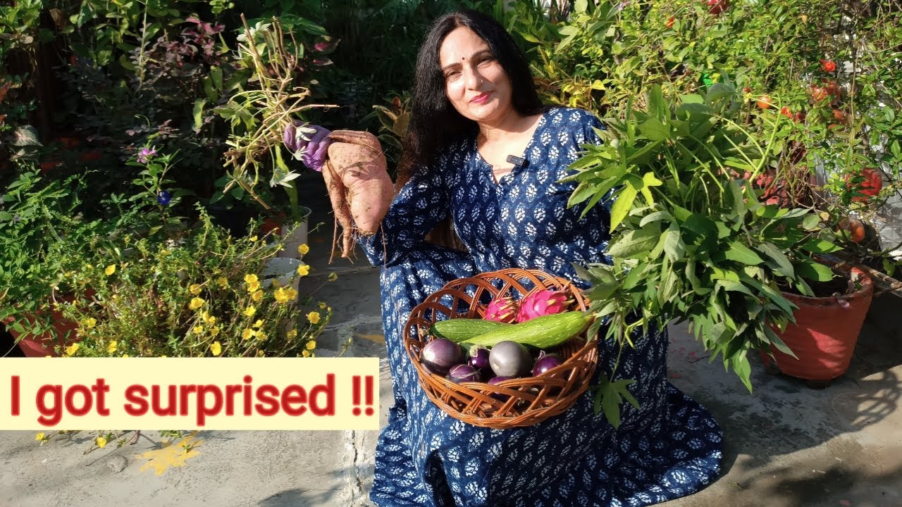 A big surprise for me during harvesting from terrace garden | Rashmi's World - Create to Decorate