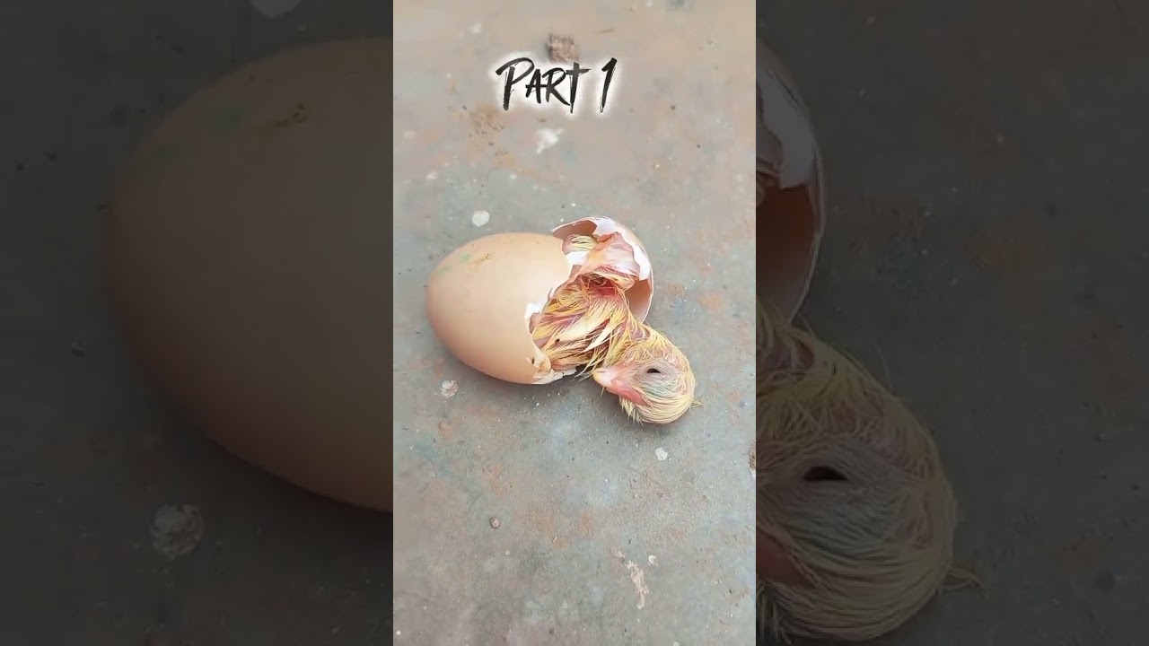 chick's 