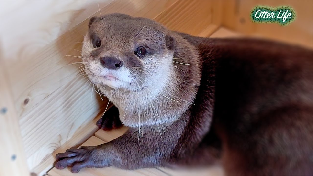 大掃除でプールを失ったと勘違いして落ち込んじゃうカワウソ [Otter Life Day 988]
