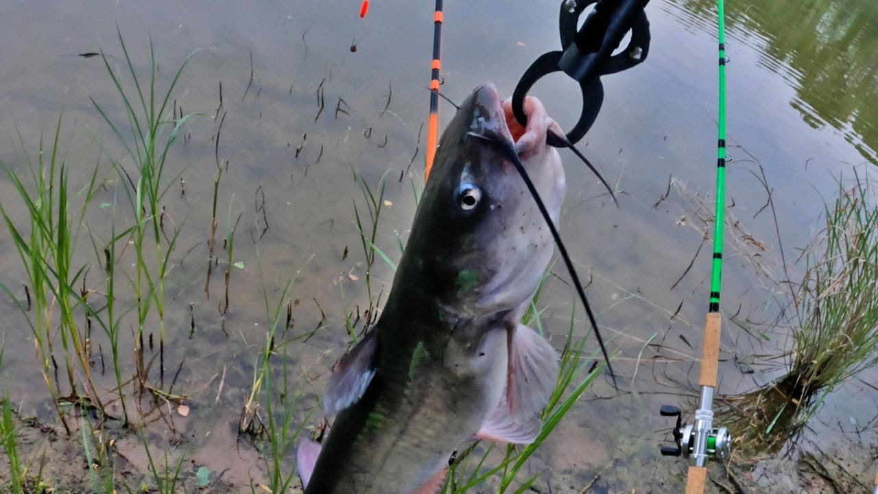 Bank Fishing For Catfish In The Morning!
