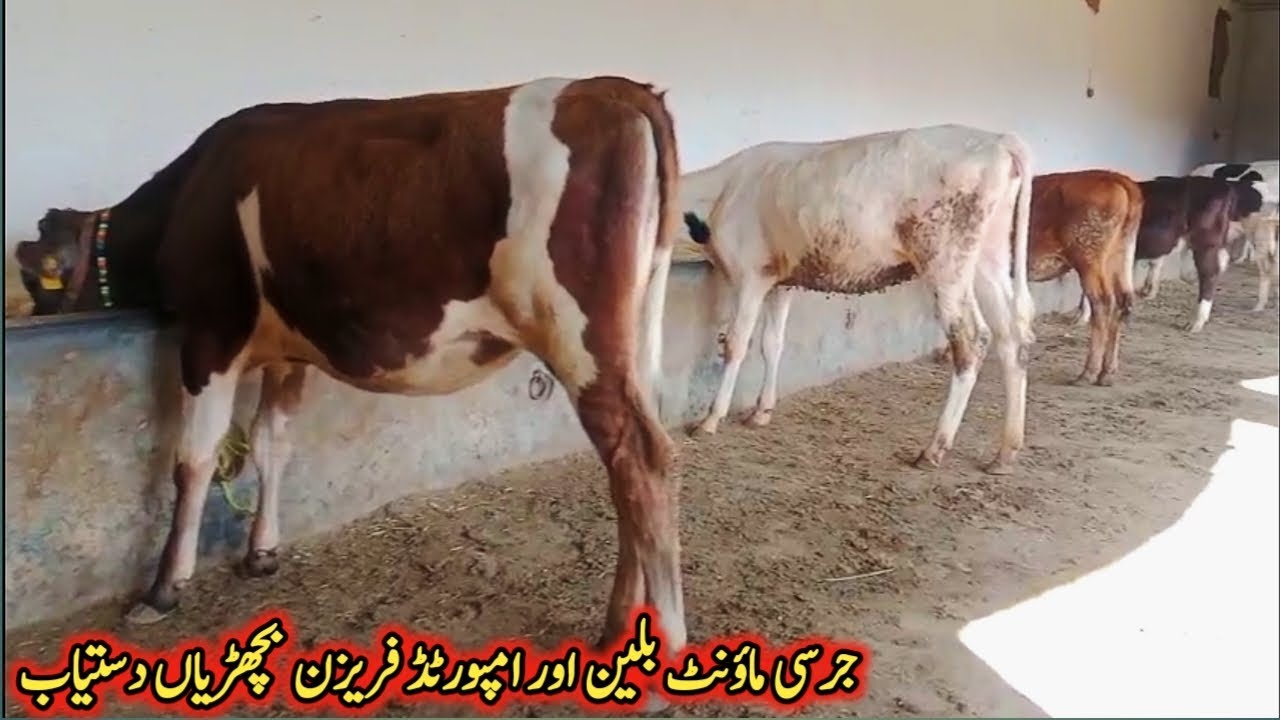 جرسی ماؤنٹ بلین اور امپورٹڈ فریزن بچھڑیاں دستیاب لوکیشن گوندل منڈی کارگو سہولت آل پاکستان 