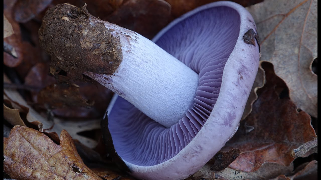Pie azul - Lepista nuda