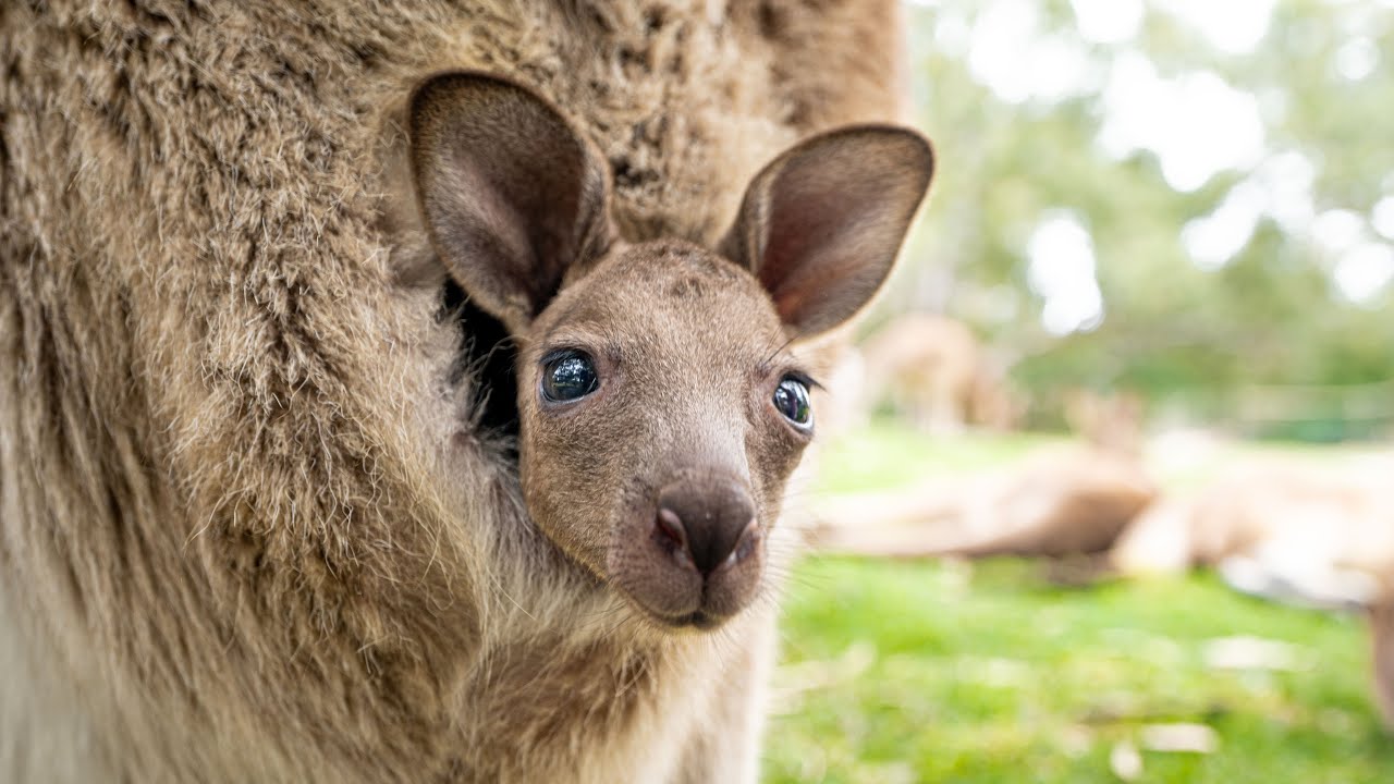 Un beb&eacute; canguro torpe aprende a saltar 🦘 - El estilo de vida de un beb&eacute; adorable
